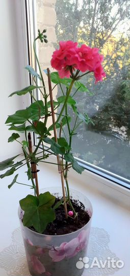 Ампельная герань