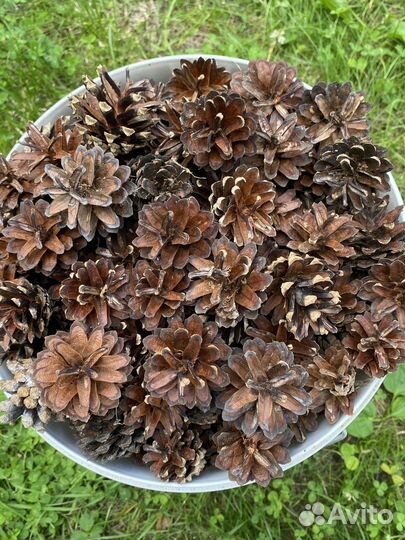 Шишки сосновые