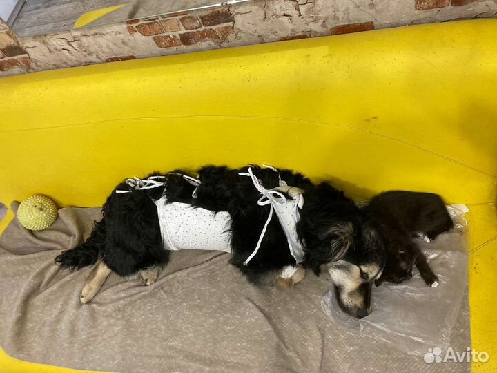 Щенки и стерилизованные собачки на цепь