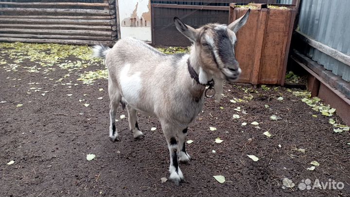 Козы и козлята