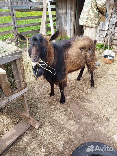 Чешский козел