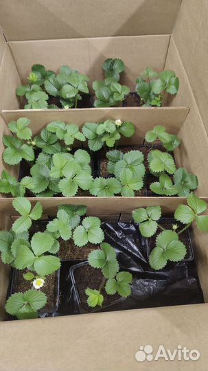 Рассада клубники