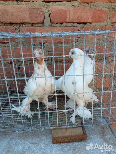 Голуби Узбеки (малоклювые) и Благодарненские