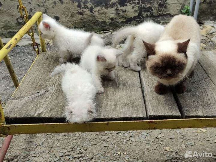 Домашние животные котята