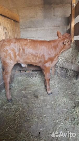 Продаю Тёлочку