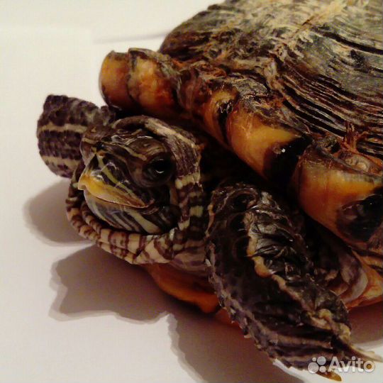 Ветеринар-терапевт-хирург. Орнитолог. Родентолог(с