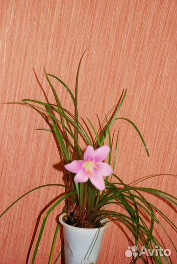 Зефирантес (выскочка)