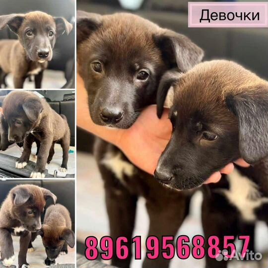 Отдам в добрые руки щенков