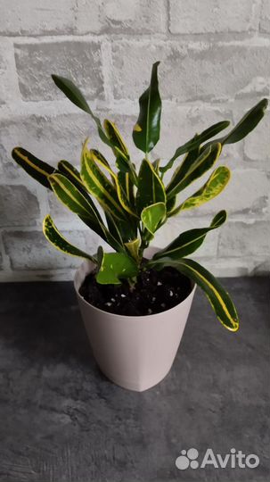 Кротоны (обновляю)