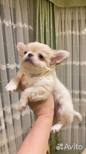 Чихуахуа Плюшевое чудо