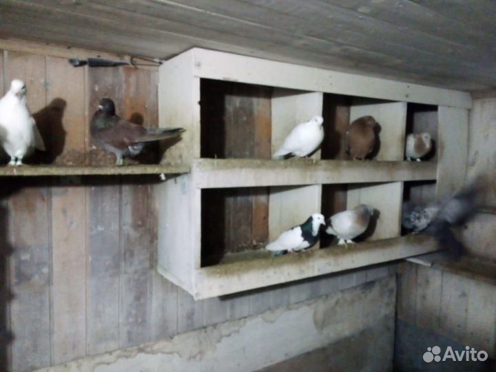 Продажа голубей