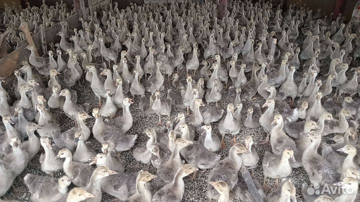 Утята Агидель