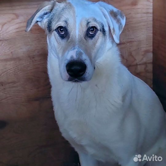 Статный сильный красавец Зевс из приюта ищет дом