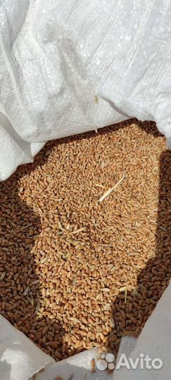 Пшеница, кукуруза, комбикорм