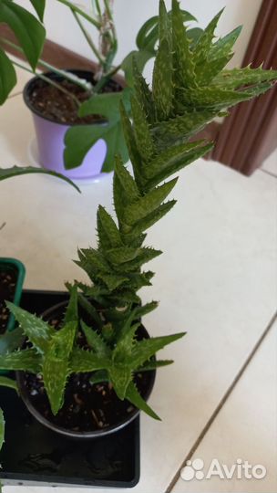 Алоэ (Столетник )