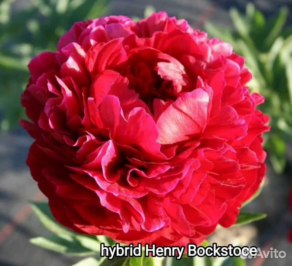 Пионы корневища