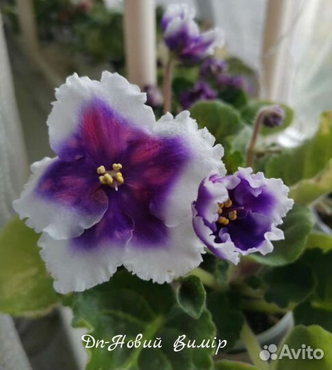 Сортовые фиалки