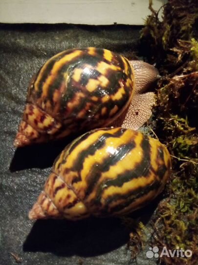 Улитки Тигры, Маргината Маргината, Архахатины и др