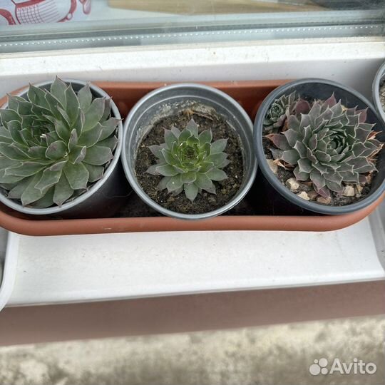 Уличные суккуленты