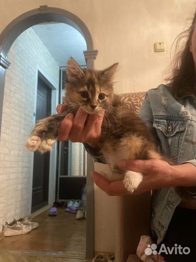 Отдам котенка