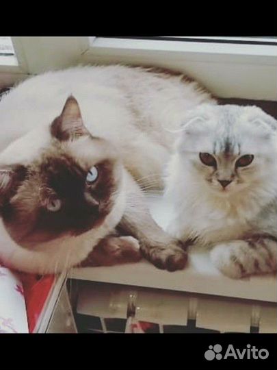 Вислоухие котята