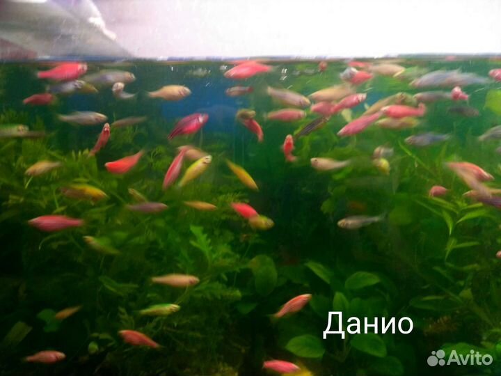 Рыбки домашнего разведения, растения, корма