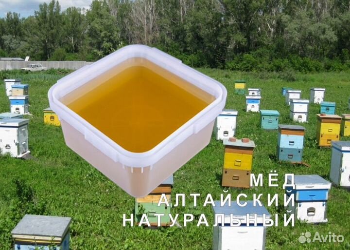 Мед натуральный алтайский опт