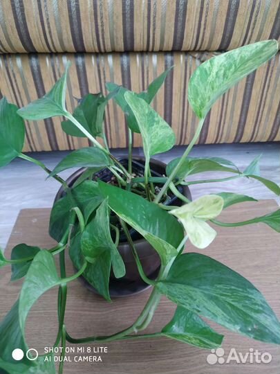 Сциндапсусы эпипремнумы пеперомии