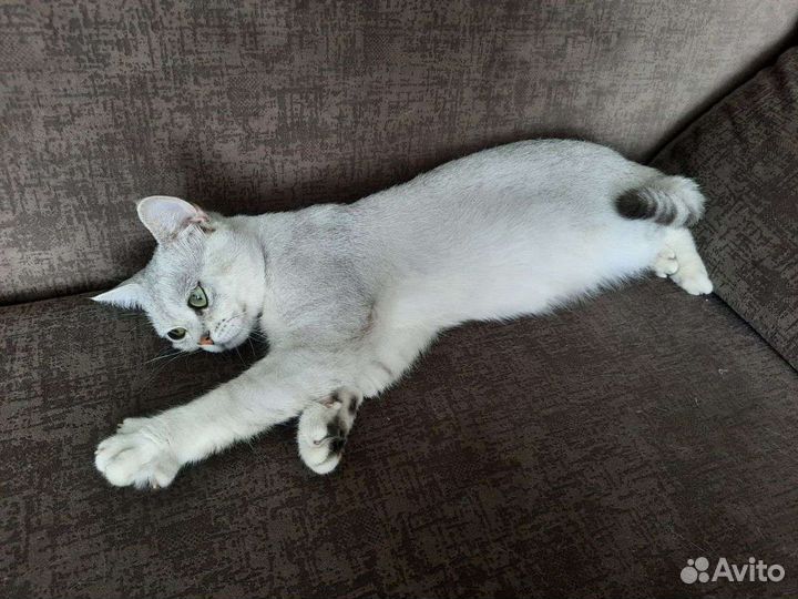 Шотландский котик вязка