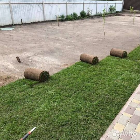 Рулонный газон. Озеленение участка