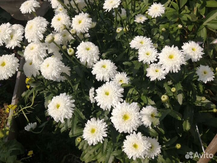 Ромашка эдельвейс,и друге цветы,петунья