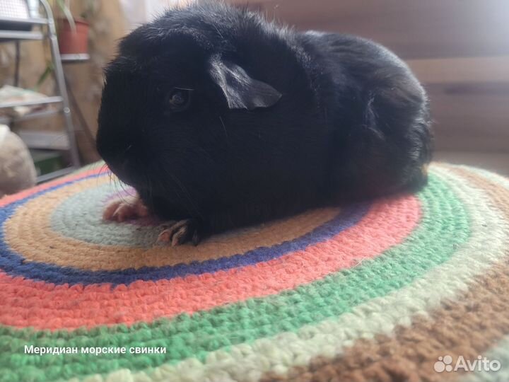 Морская свинка