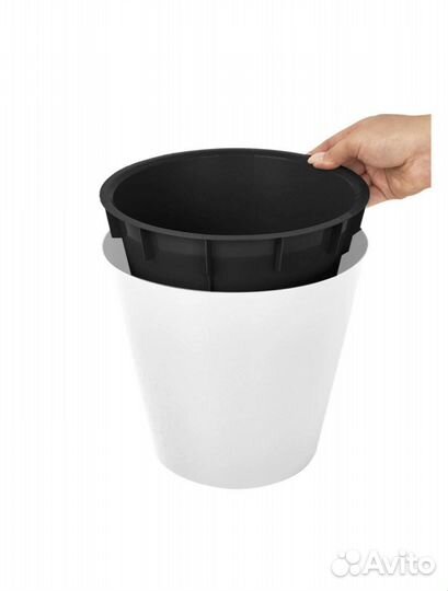 Фикус мокламе