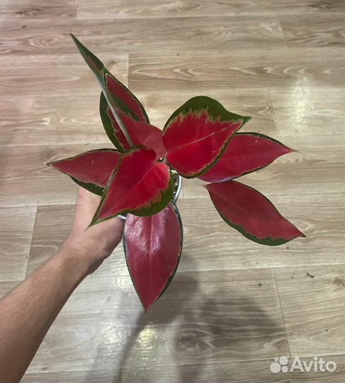 Аглаонемы Тай