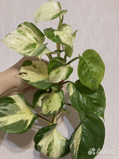 Эпипремнум Manjula/Heppy Leaf