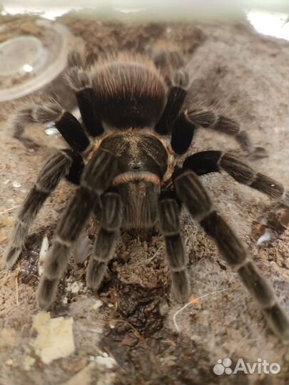 Паук птицеед