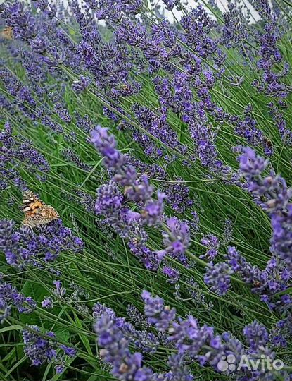 Букет лаванды комплимент учителю 1 сентября