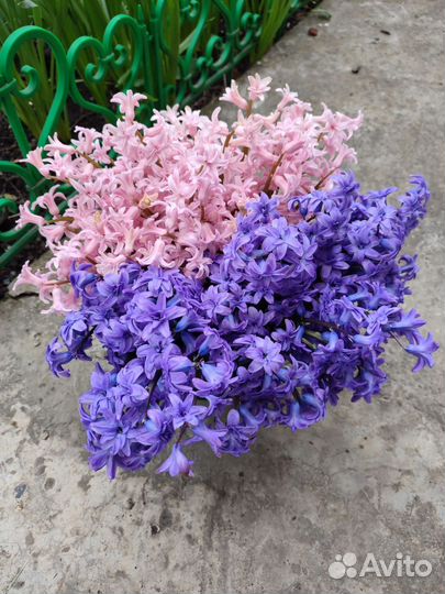 Принц любви гиацинт