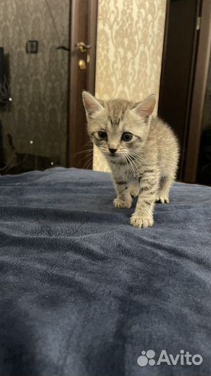 Котенок в добрые руки