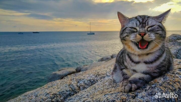 Зооняня с выездом, котоняня, зооситтер