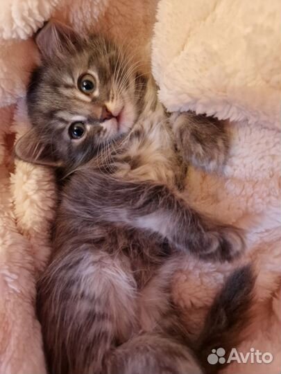 Домашние животные котята