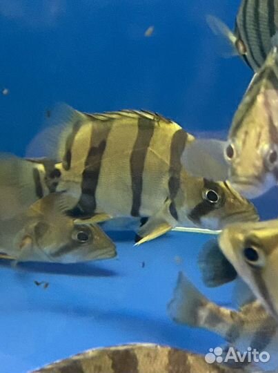 Окунь Микролепис