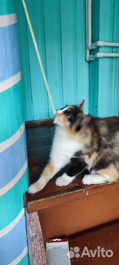 Трёхцветный котенок егоза