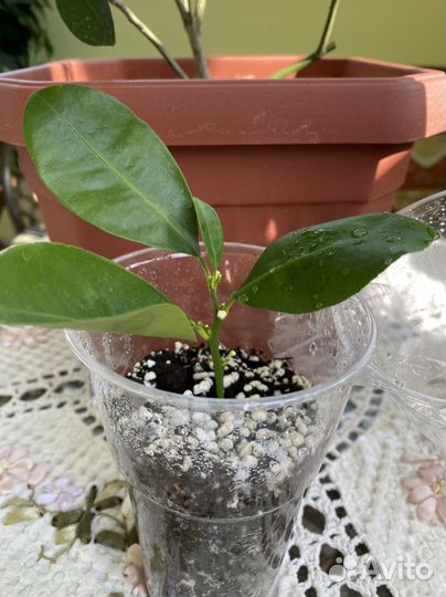 Каламондин