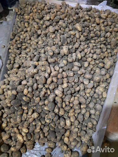Продам картофель