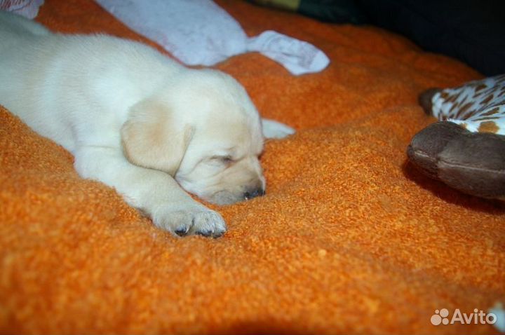 Малышка лабра