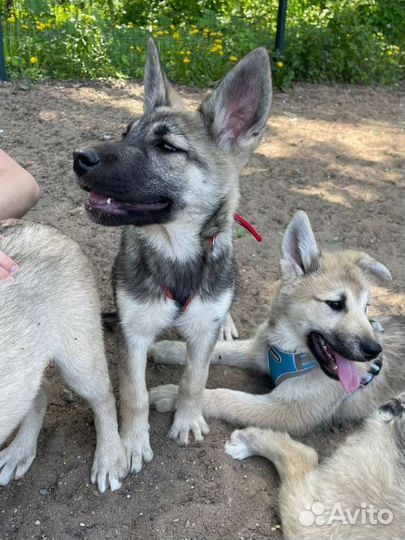 Волчий щенок дев 4мес в добрые руки
