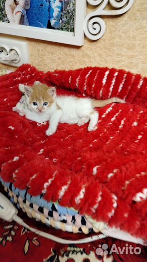 Котенок в добрые руки