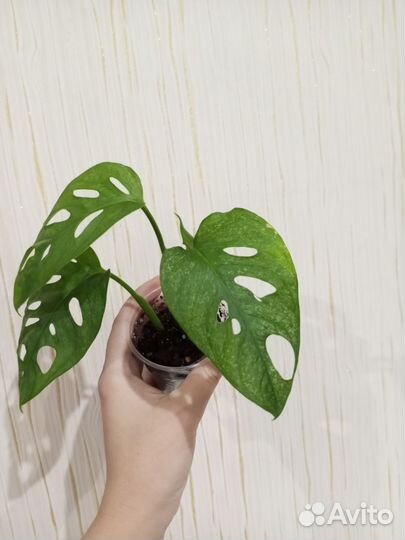 Монстера Адансони минт