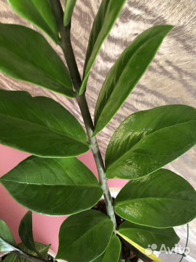 Замиокулька, синглниум, сансивьрия